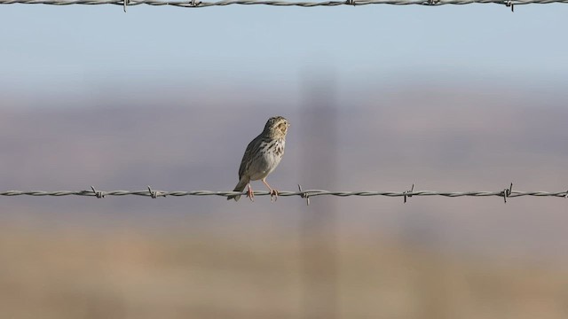Savannah Sparrow - ML505731971