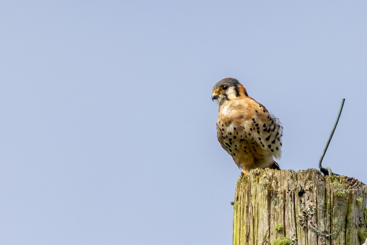 Buntfalke (caribaearum) - ML505732581