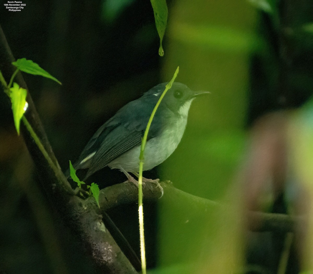 Little Slaty Flycatcher - ML505733401