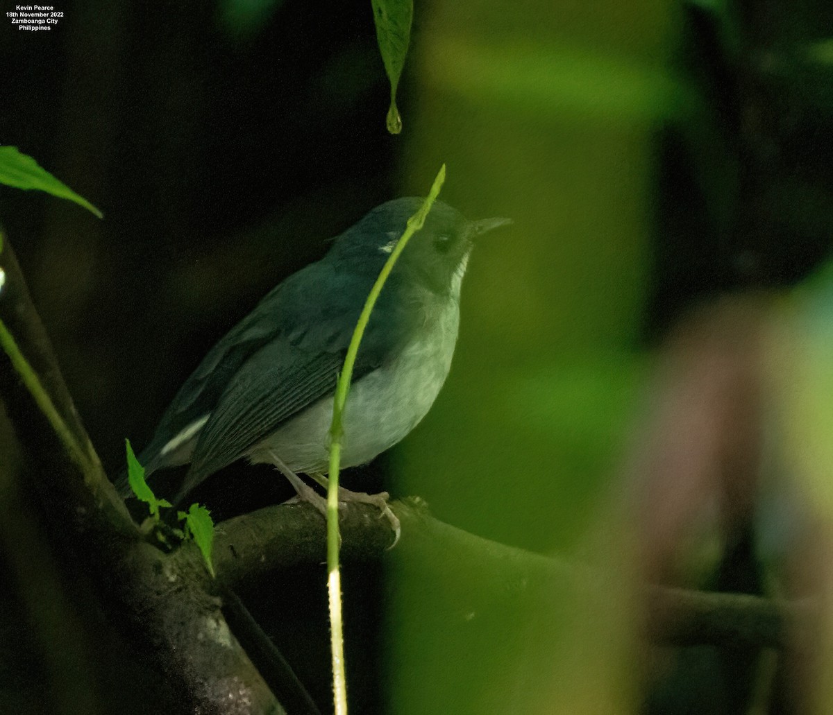 Little Slaty Flycatcher - ML505733431