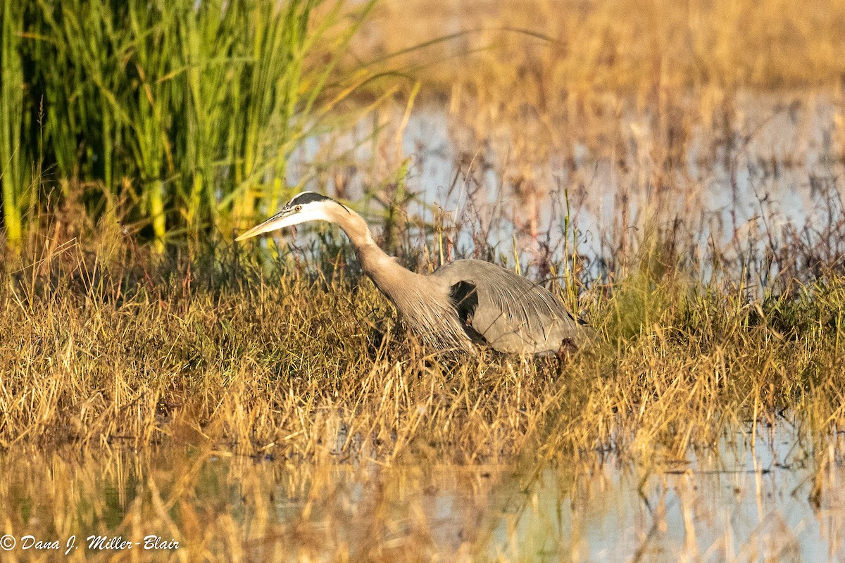 Great Blue Heron - Dana Miller-Blair