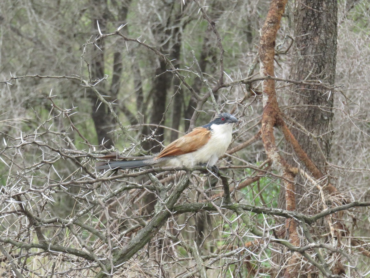 coucal sp. - Doug Banks