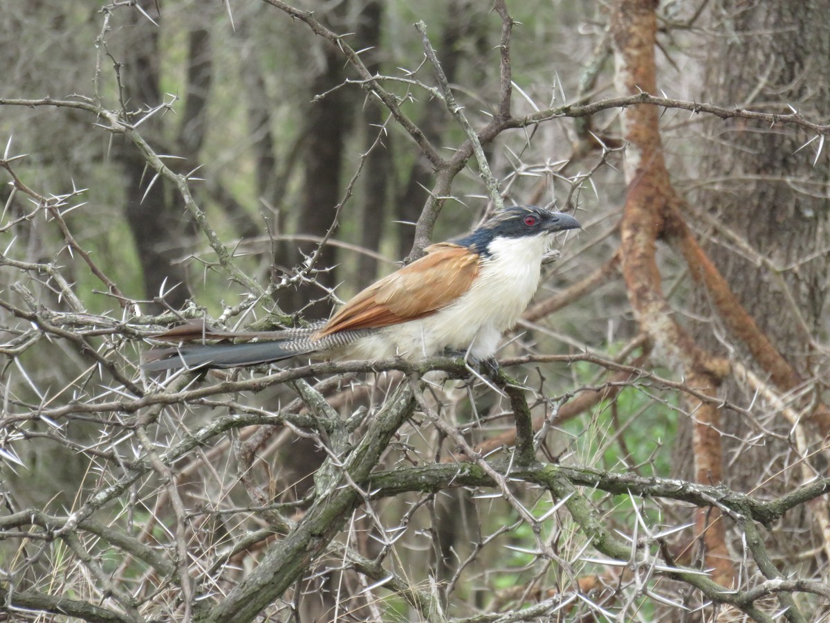 coucal sp. - Doug Banks