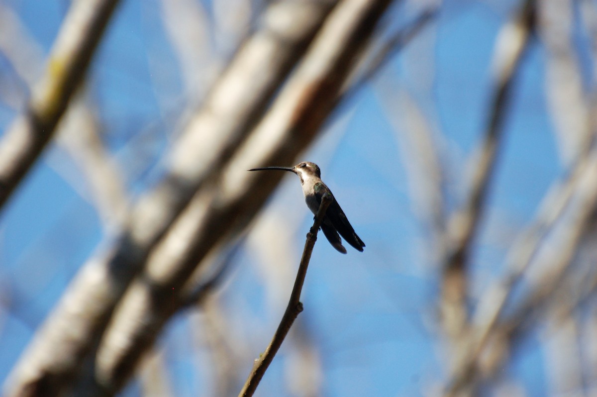 Plain-capped Starthroat - ML50573381