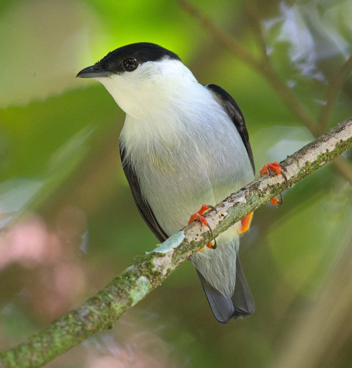 White-bearded Manakin - ML505733841