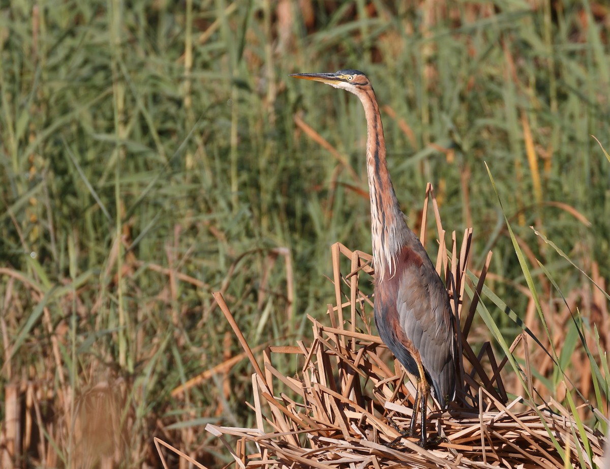 Purple Heron - ML50573421