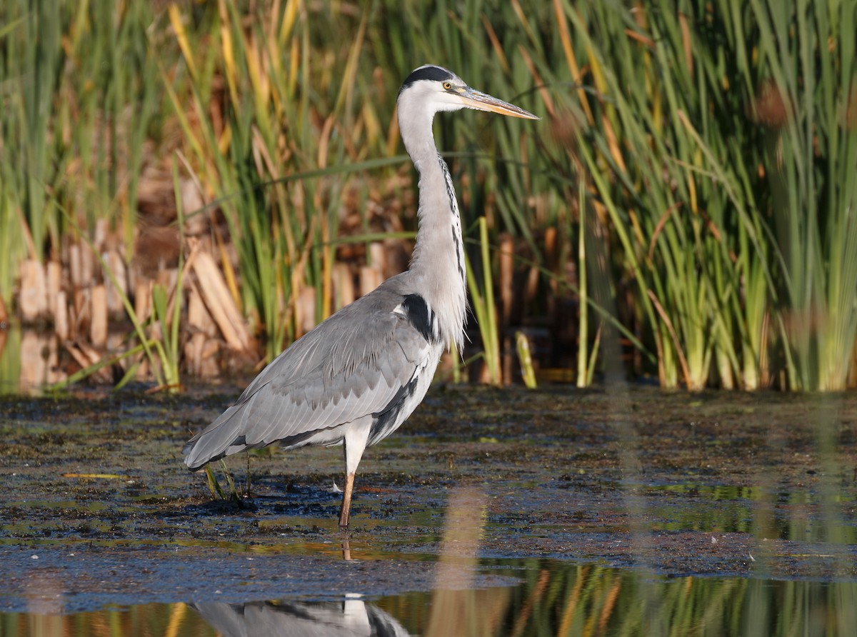 Gray Heron - ML50573431