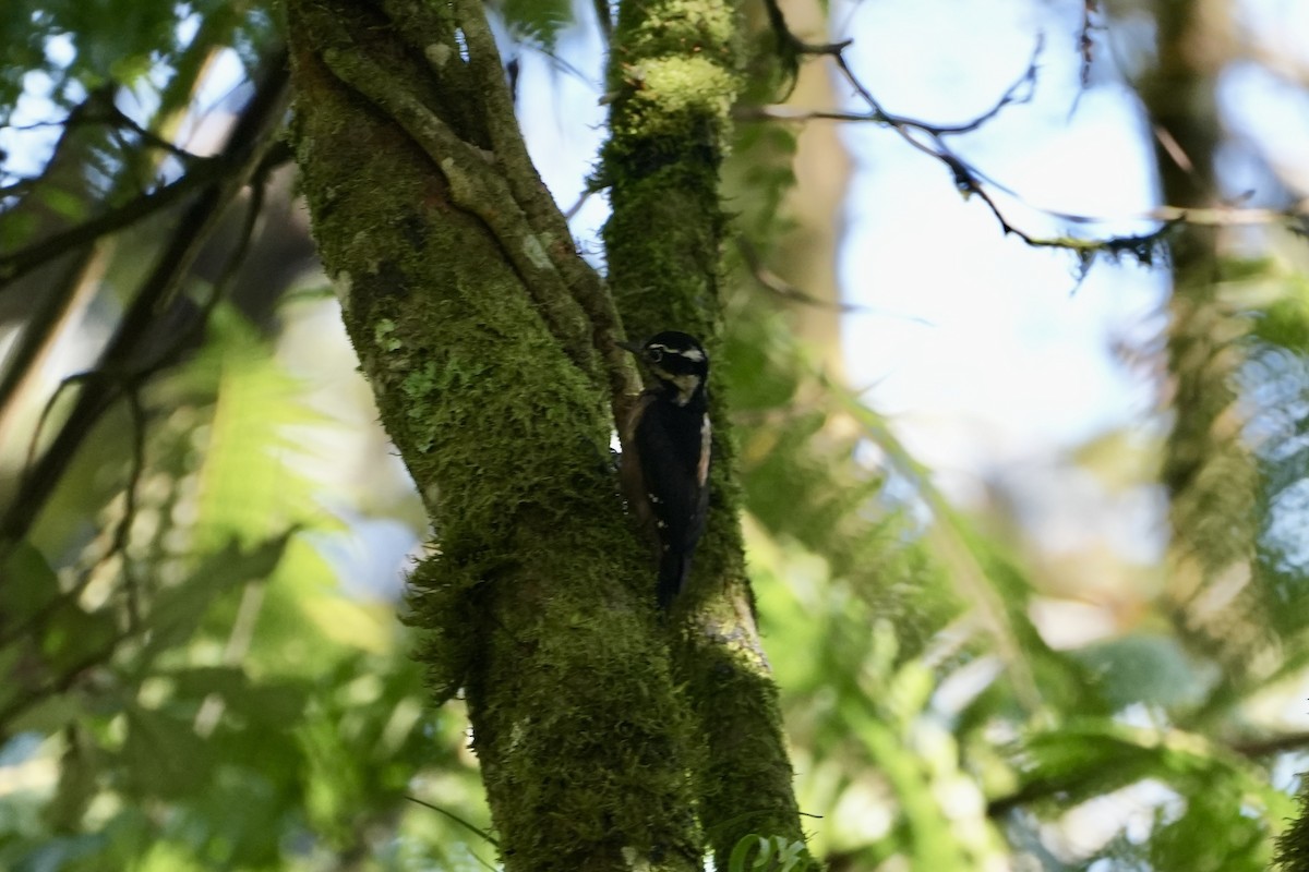 Hairy Woodpecker (South Mexican) - Kevin Waggoner