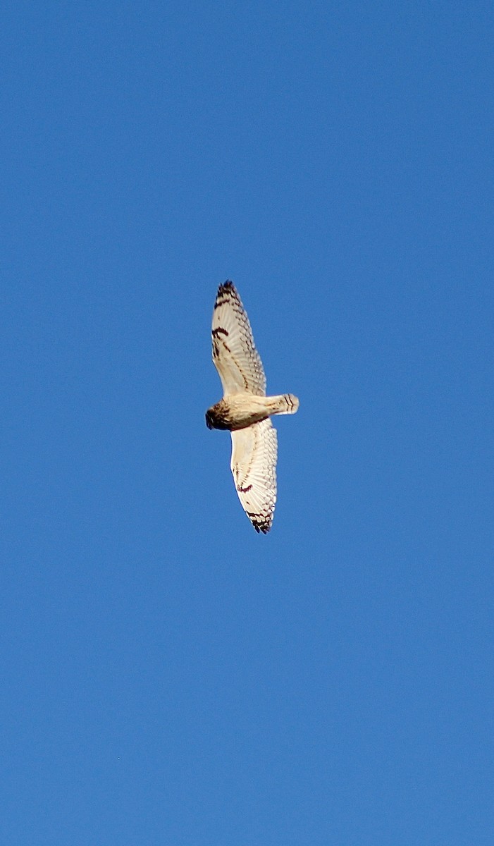 Short-eared Owl - ML505735061