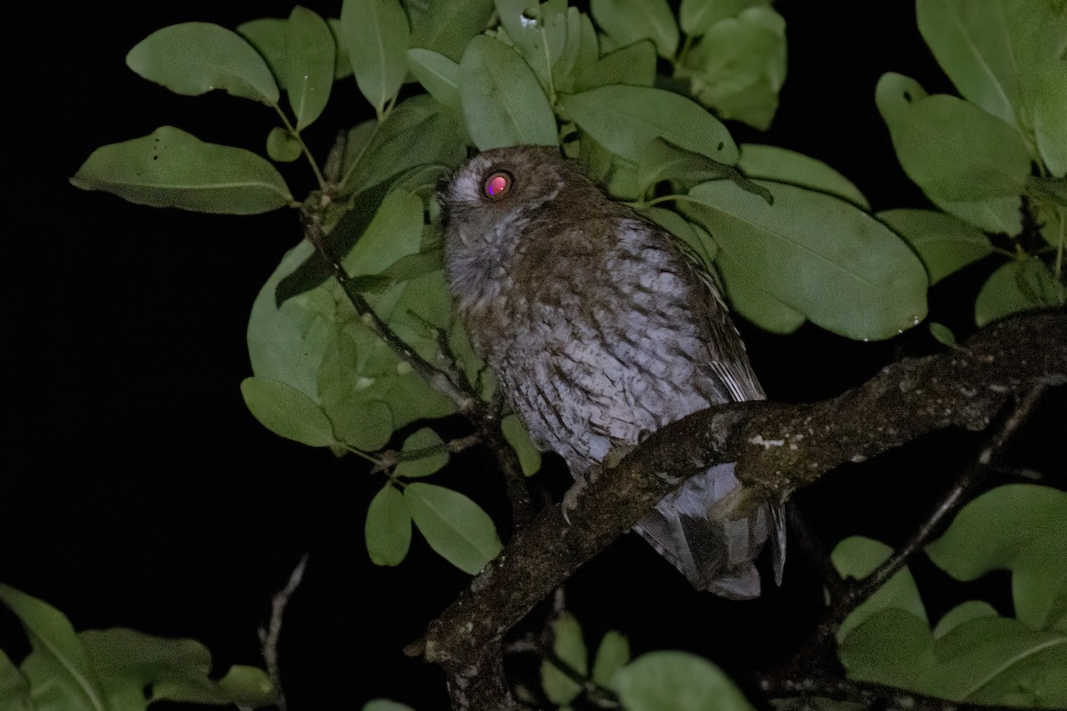 Puerto Rican Owl - ML505736461