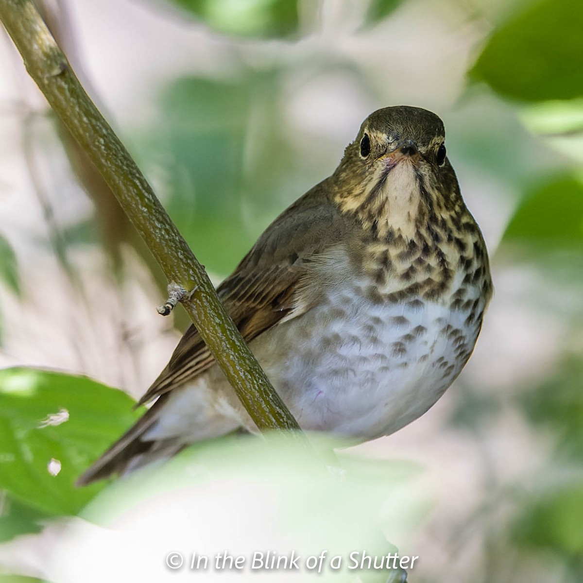 Swainson's Thrush - ML505736751