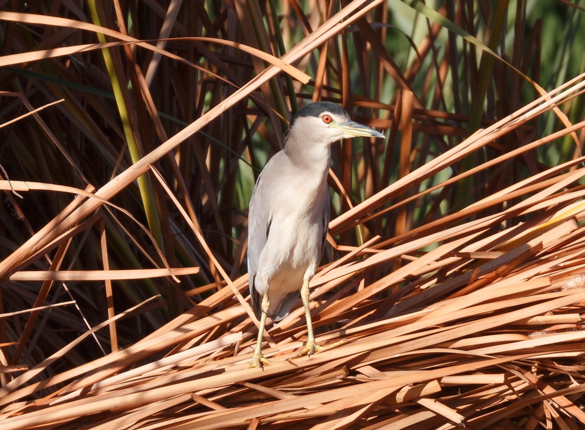 Black-crowned Night Heron - ML50573681