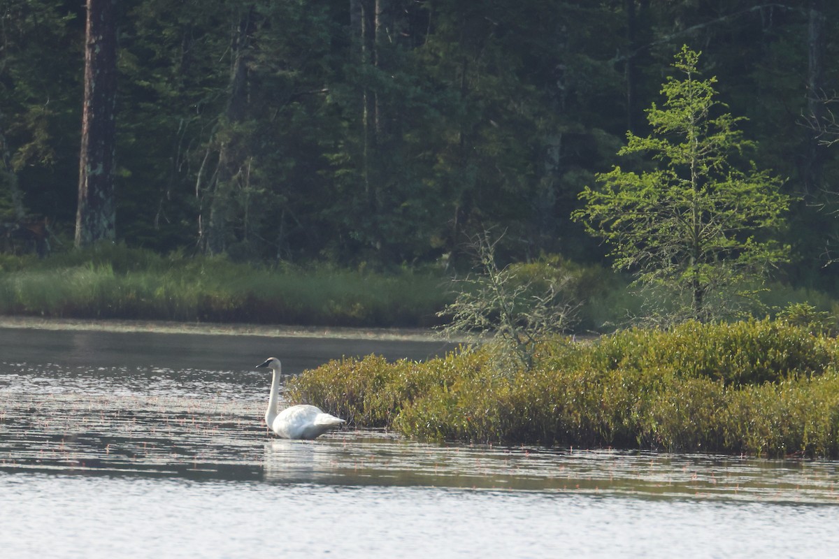 Trumpeter Swan - Shawn Miller