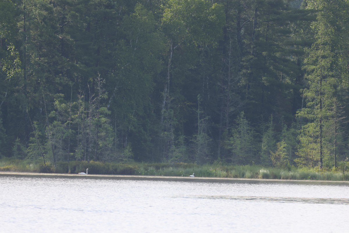 Trumpeter Swan - Shawn Miller