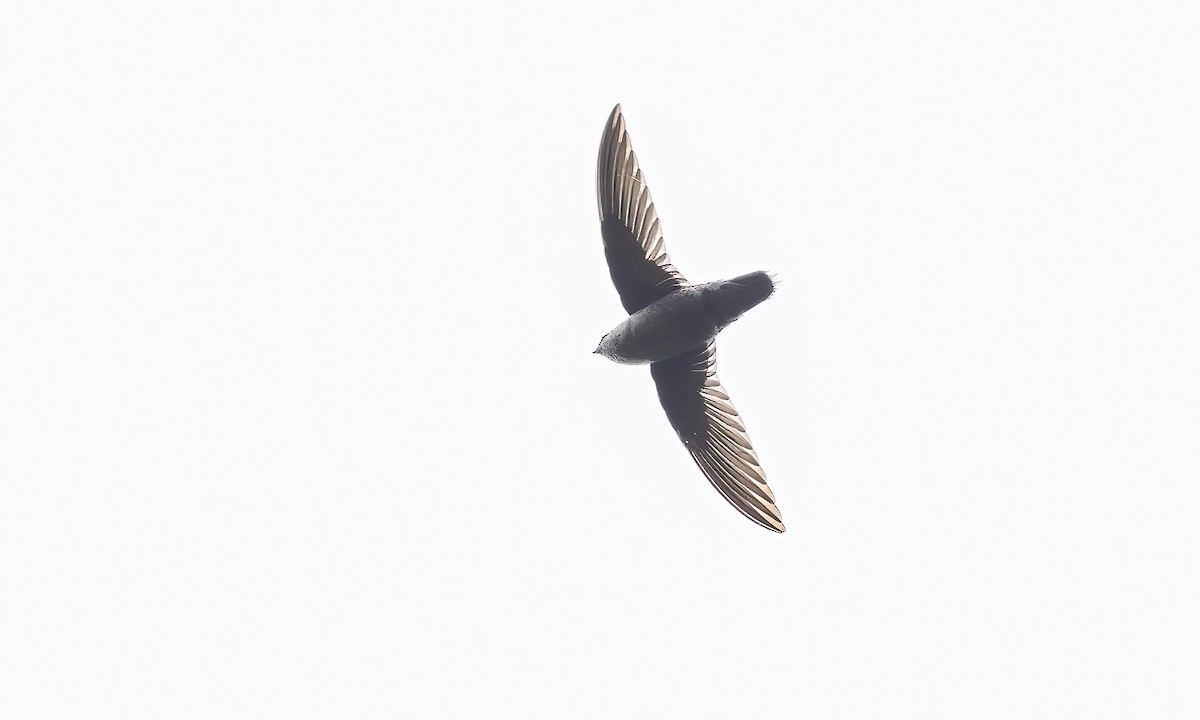 Gray-rumped Swift (occidentalis) - Paul Fenwick