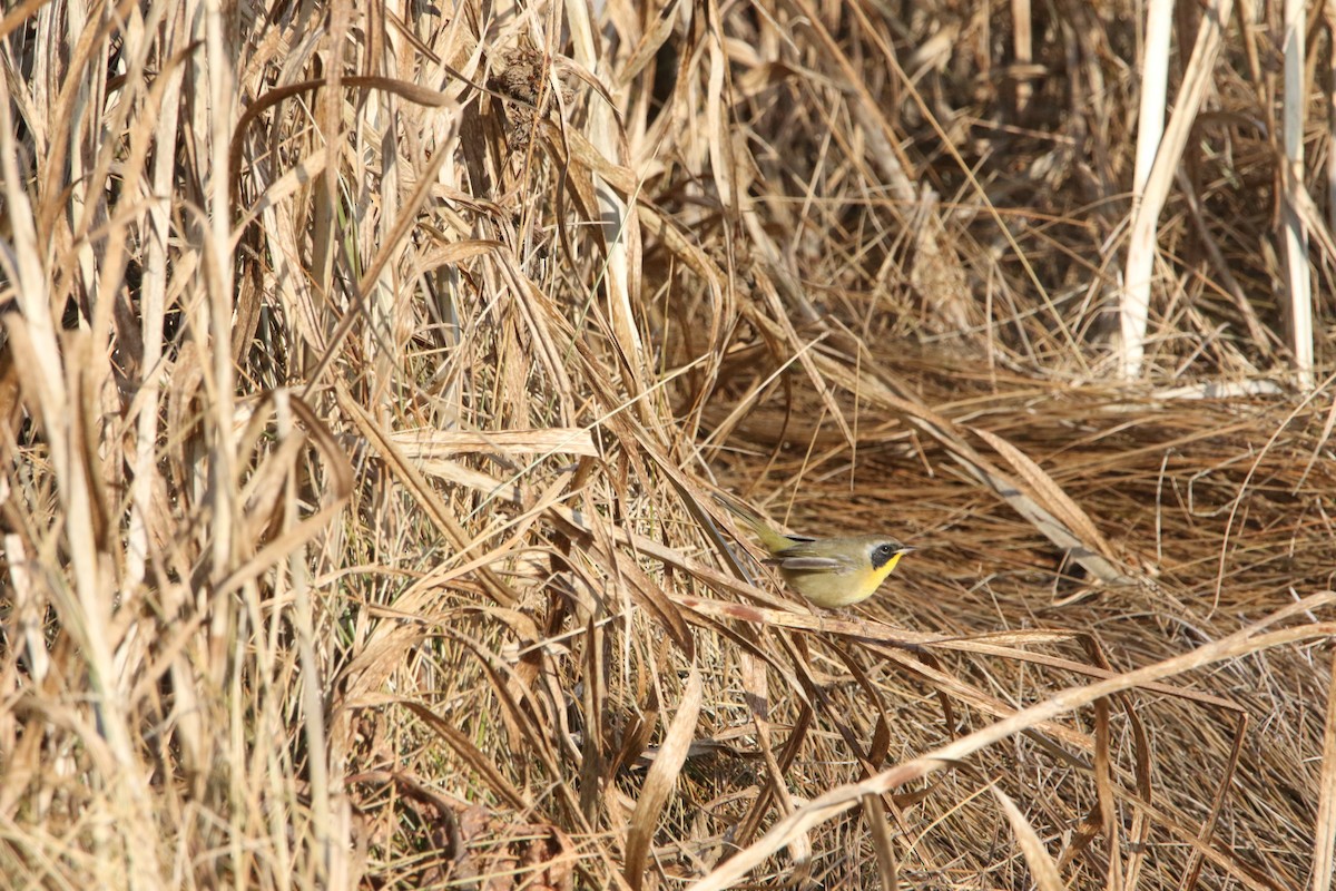 Common Yellowthroat - Adam Ross