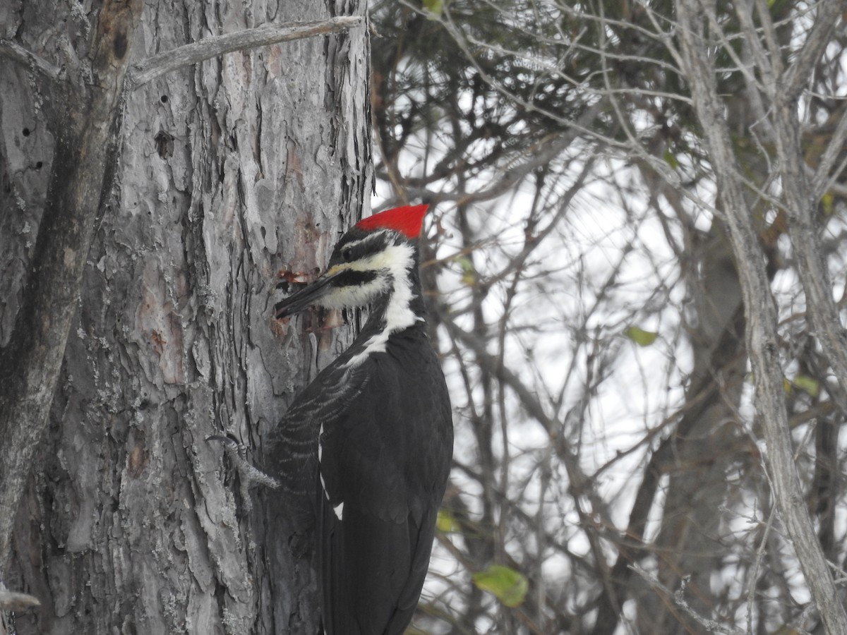 Pileated Woodpecker - ML505739241