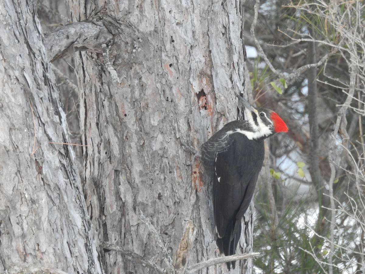 Pileated Woodpecker - ML505739261