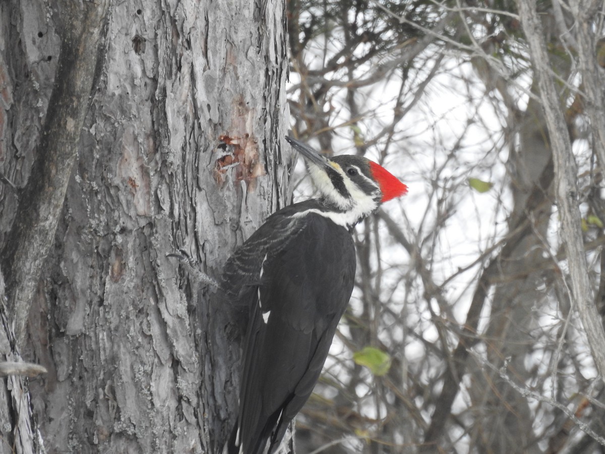 Pileated Woodpecker - ML505739271