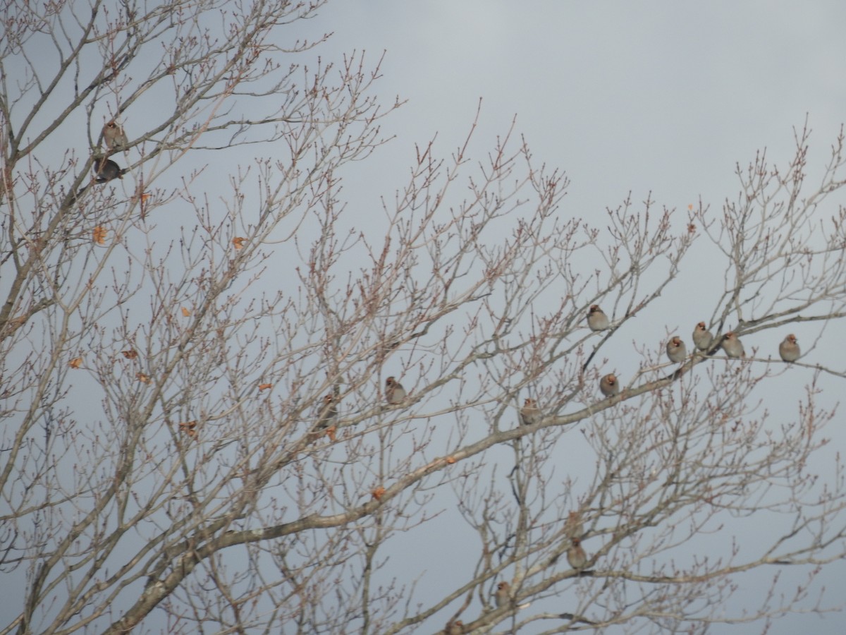 Bohemian Waxwing - ML505739551