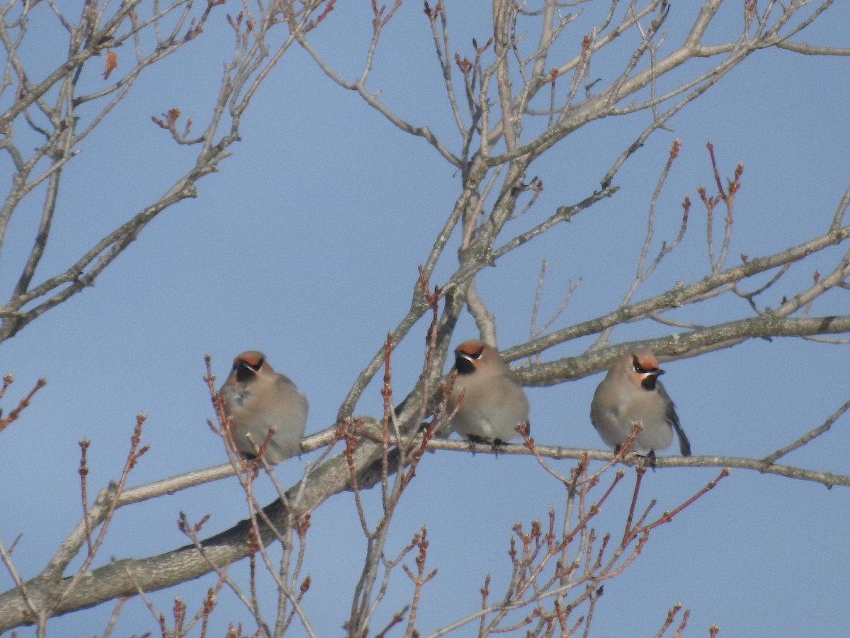 Bohemian Waxwing - ML505739561