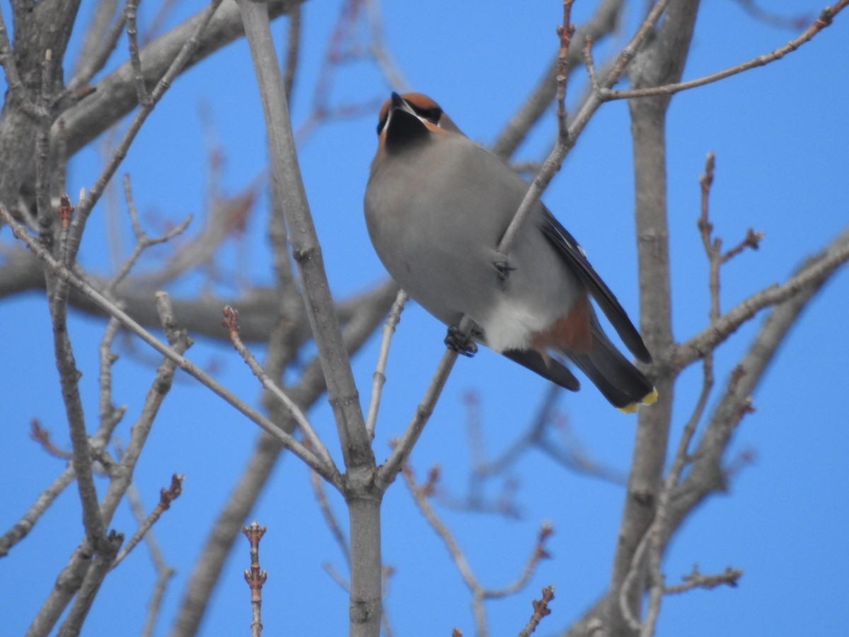 Bohemian Waxwing - ML505739591