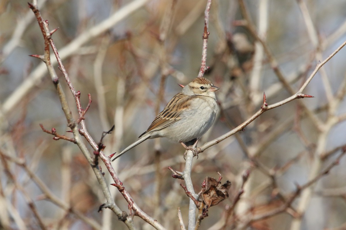 Chipping Sparrow - ML505739641