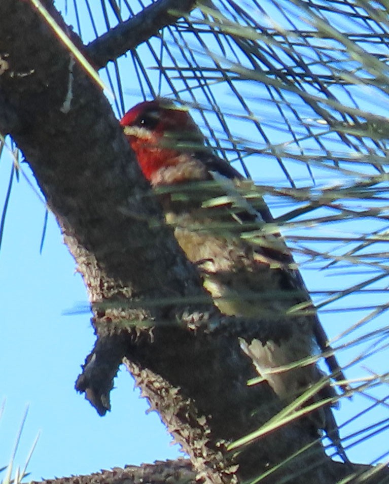 sapsucker sp. - Diane Etchison