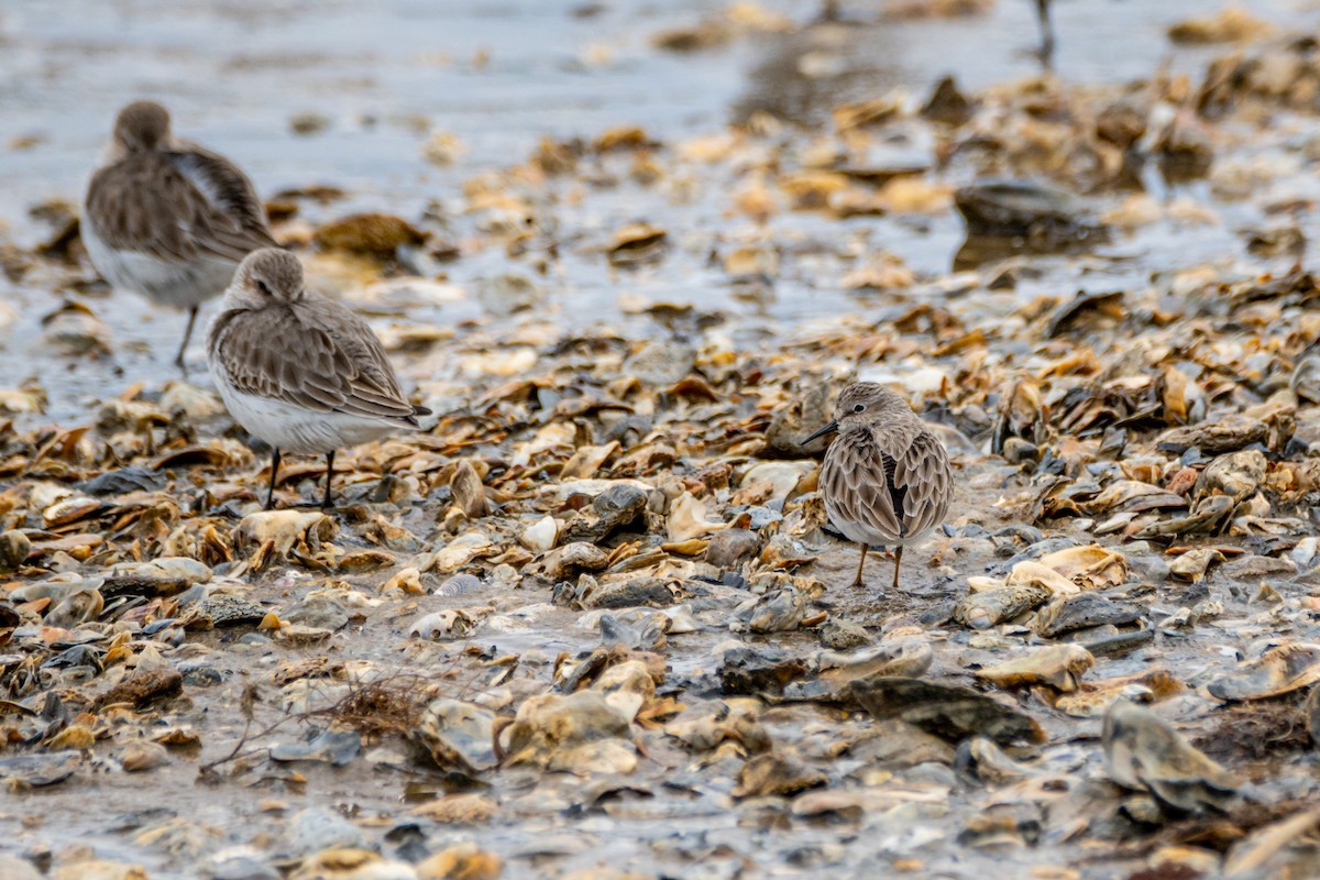 Least Sandpiper - Dori Eldridge