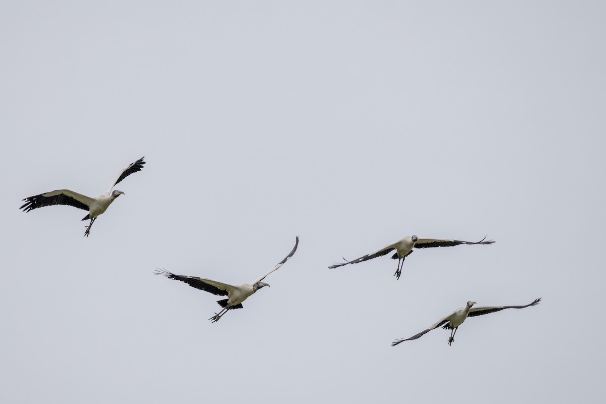 Wood Stork - ML505742231