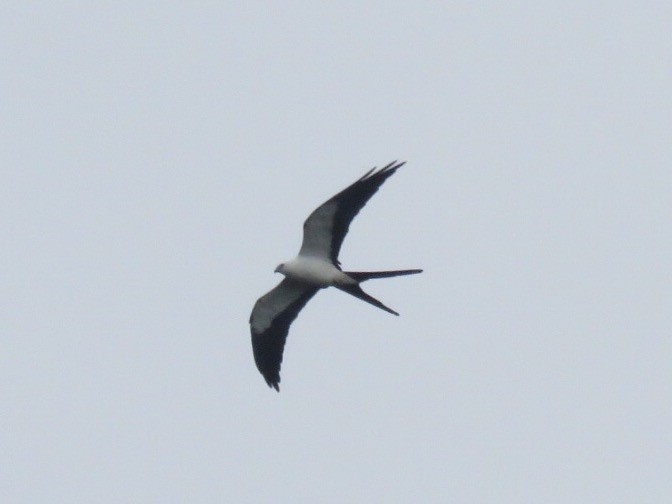 Swallow-tailed Kite - ML50574331