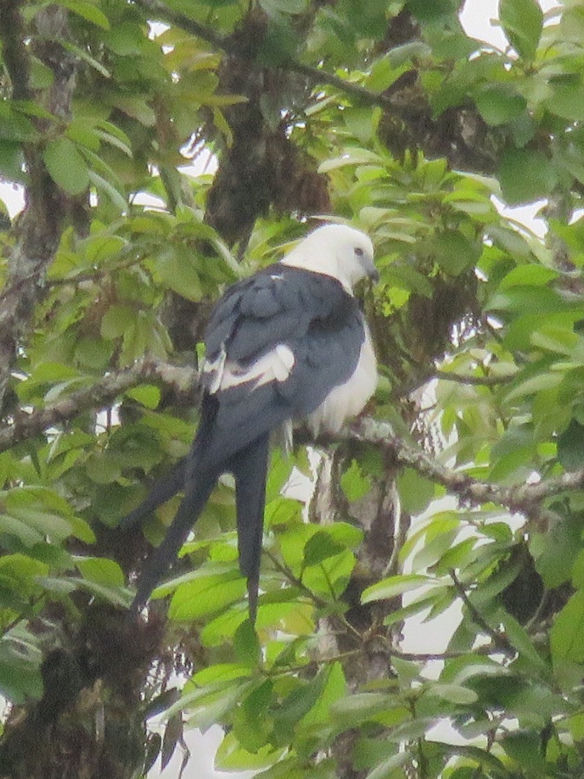 Swallow-tailed Kite - ML50574351