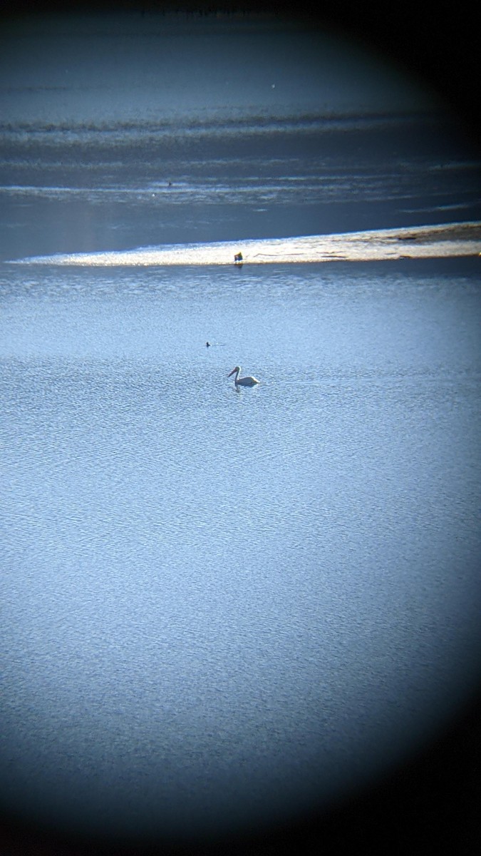 American White Pelican - ML505746171