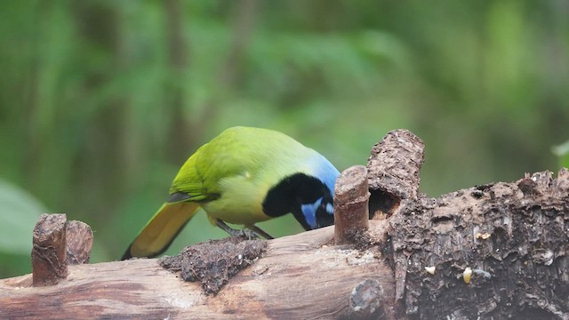 Green Jay - ML505747121