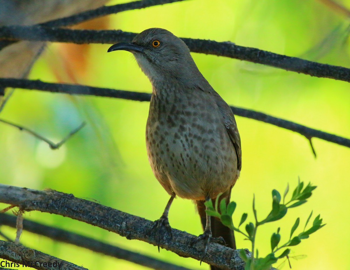 Curve-billed Thrasher - Chris McCreedy - no playbacks