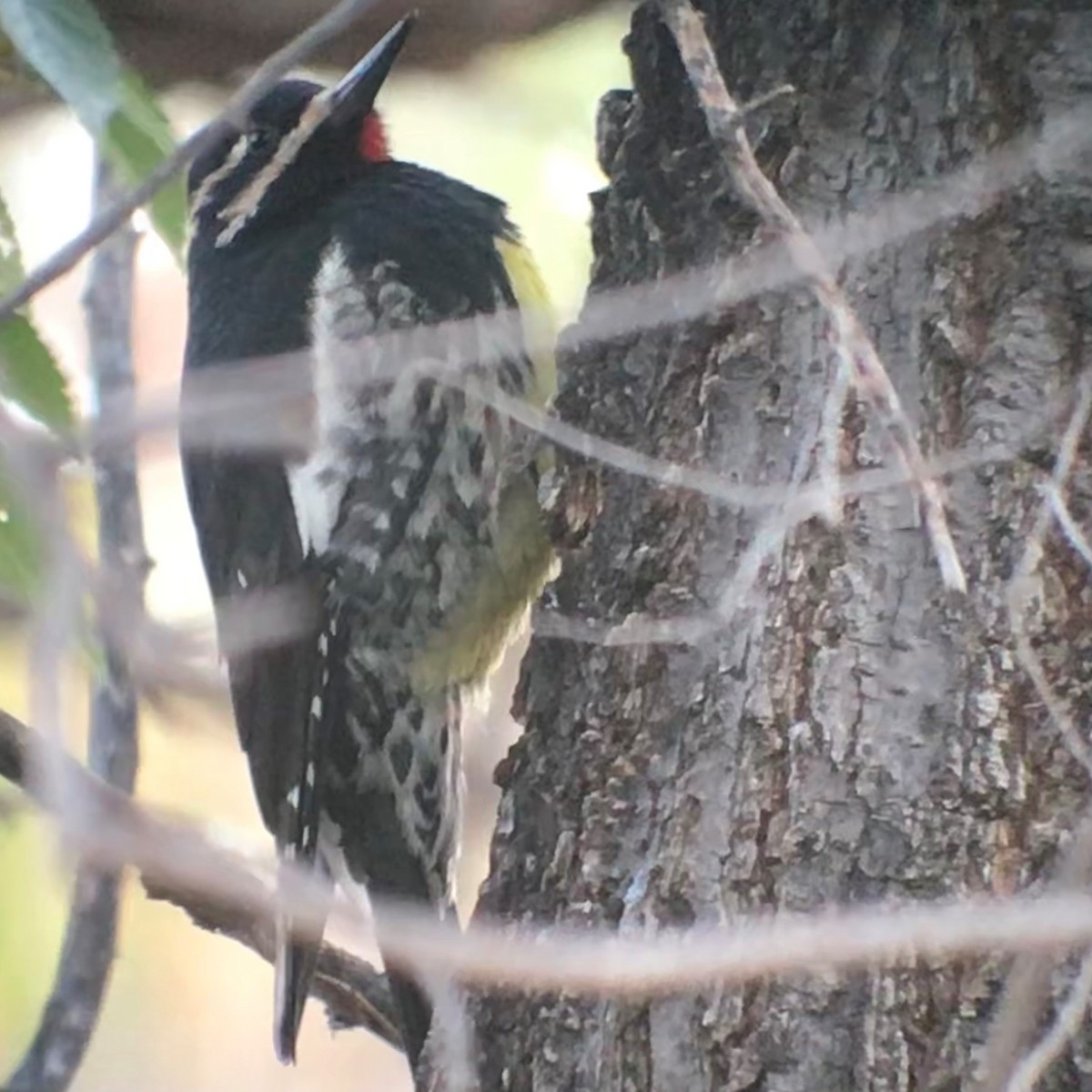 Williamson's Sapsucker - ML505747401