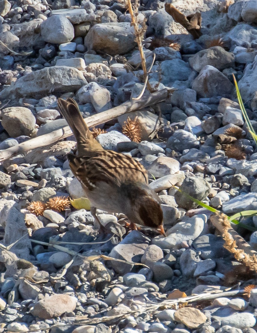 Golden-crowned Sparrow - ML505747421