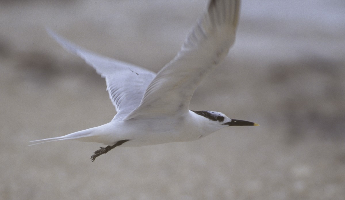 Sandwich Tern - Ben Jesup