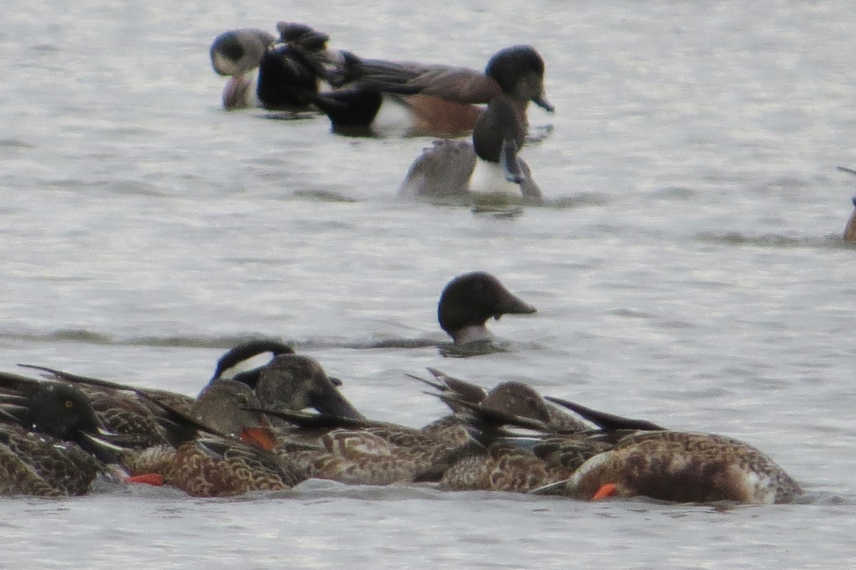 Common Goldeneye - ML505750431