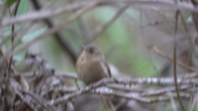 Winter Wren - ML505750511