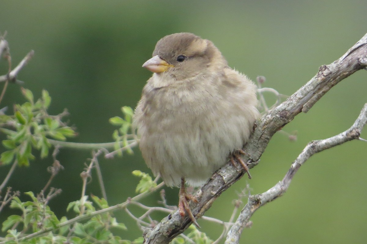 House Sparrow - ML505750591