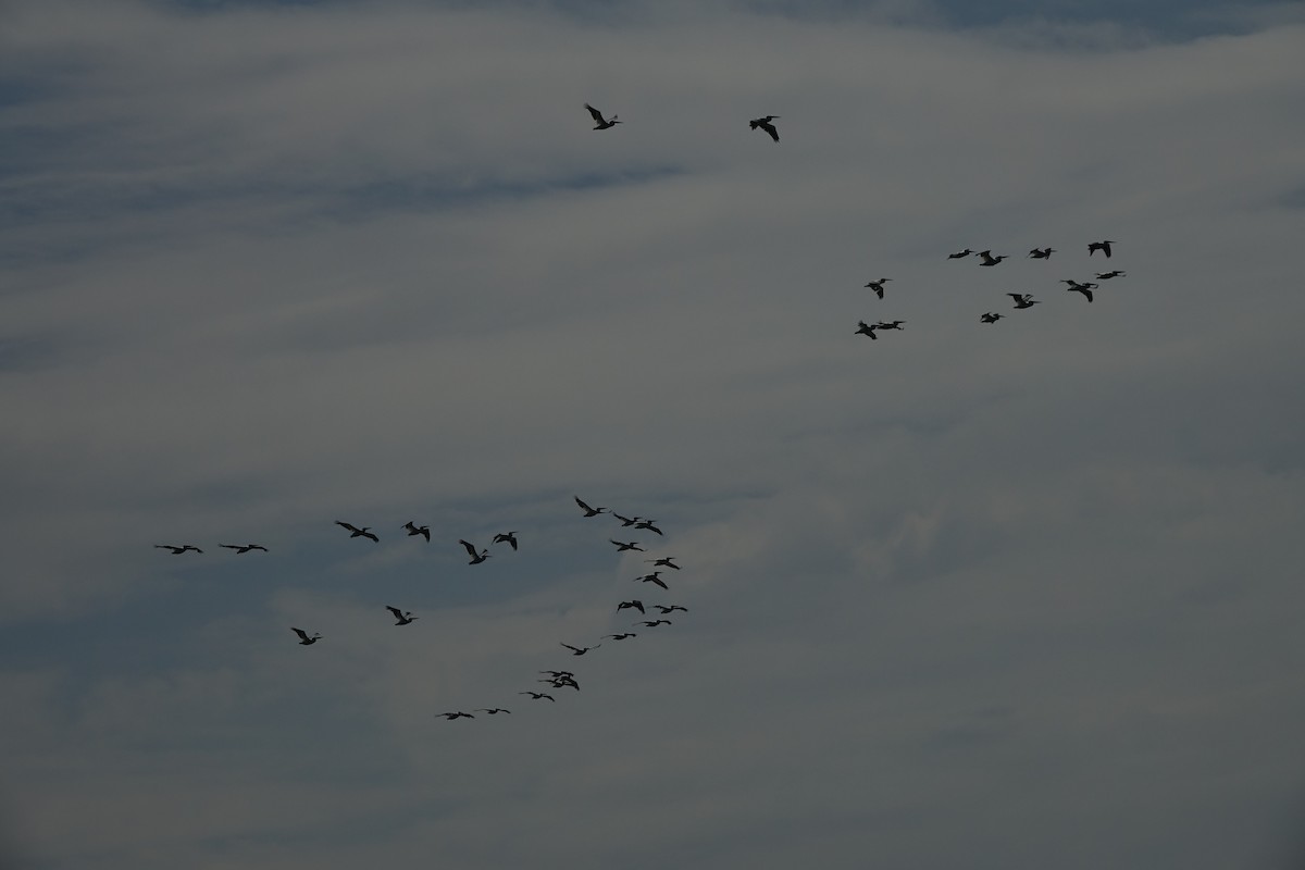 American White Pelican - ML505757551