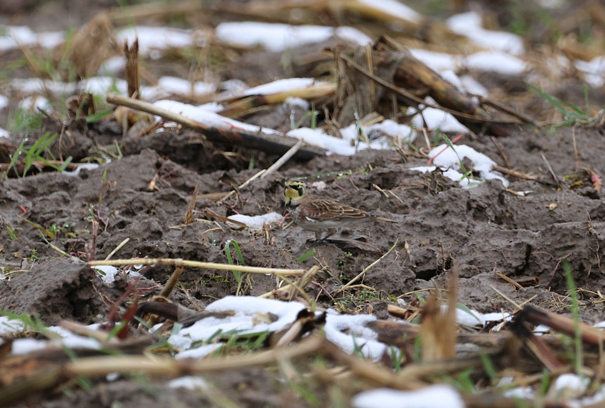 Horned Lark - ML505757791