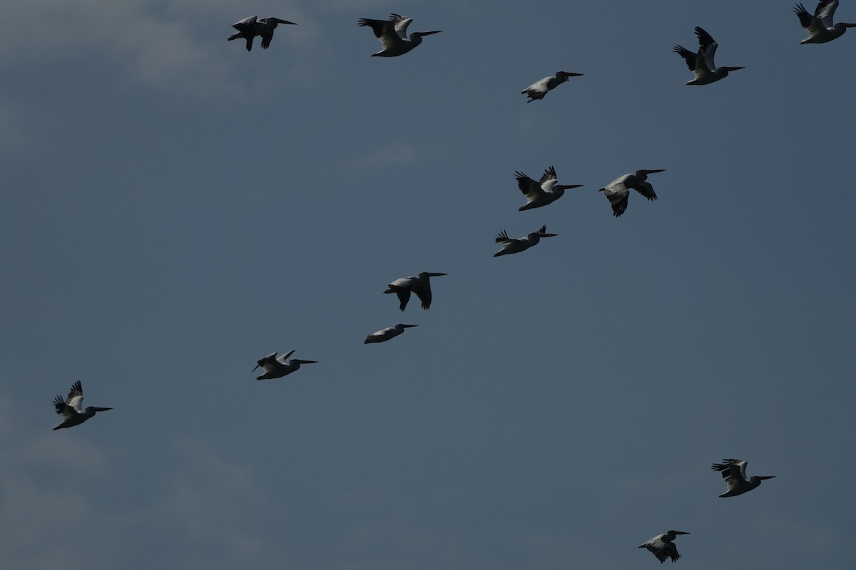 American White Pelican - ML505758261