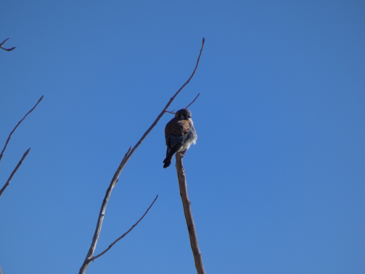 American Kestrel - ML505758571