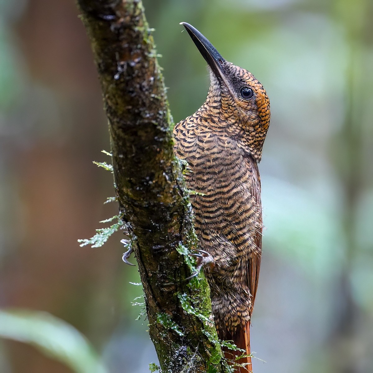 Northern Barred-Woodcreeper - Mike Melton