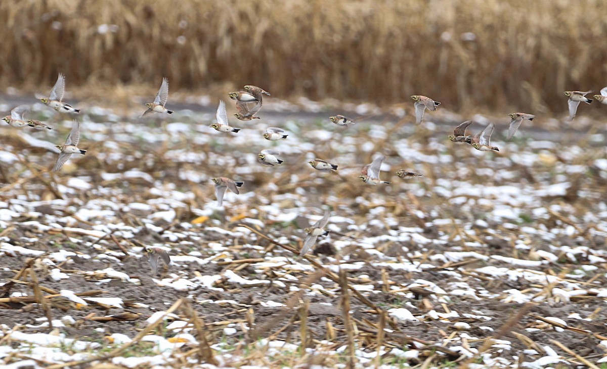 Horned Lark - ML505759161