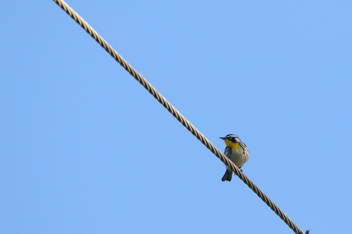 Paruline à gorge jaune - ML505759661