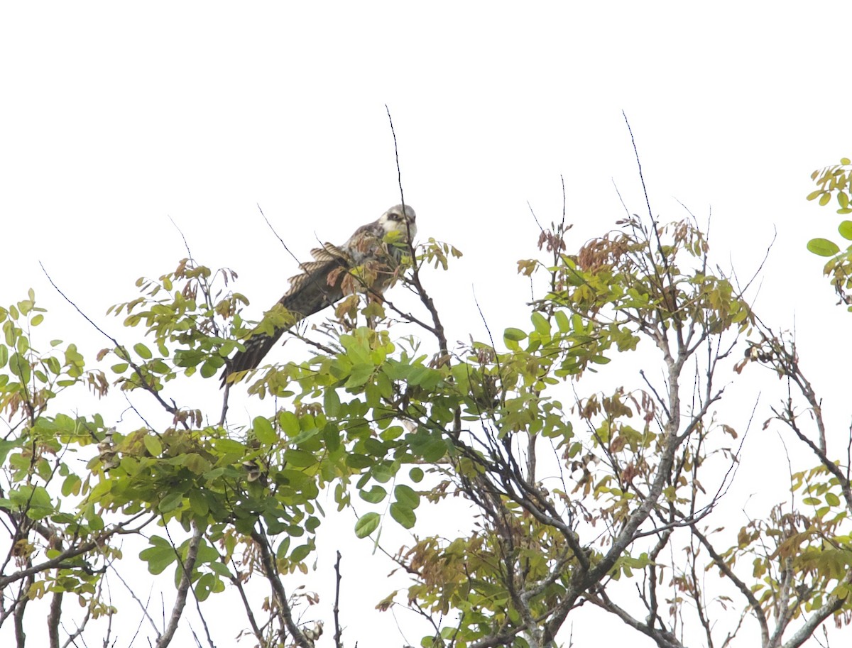 Amur Falcon - Ploytanya Panitchpakdi