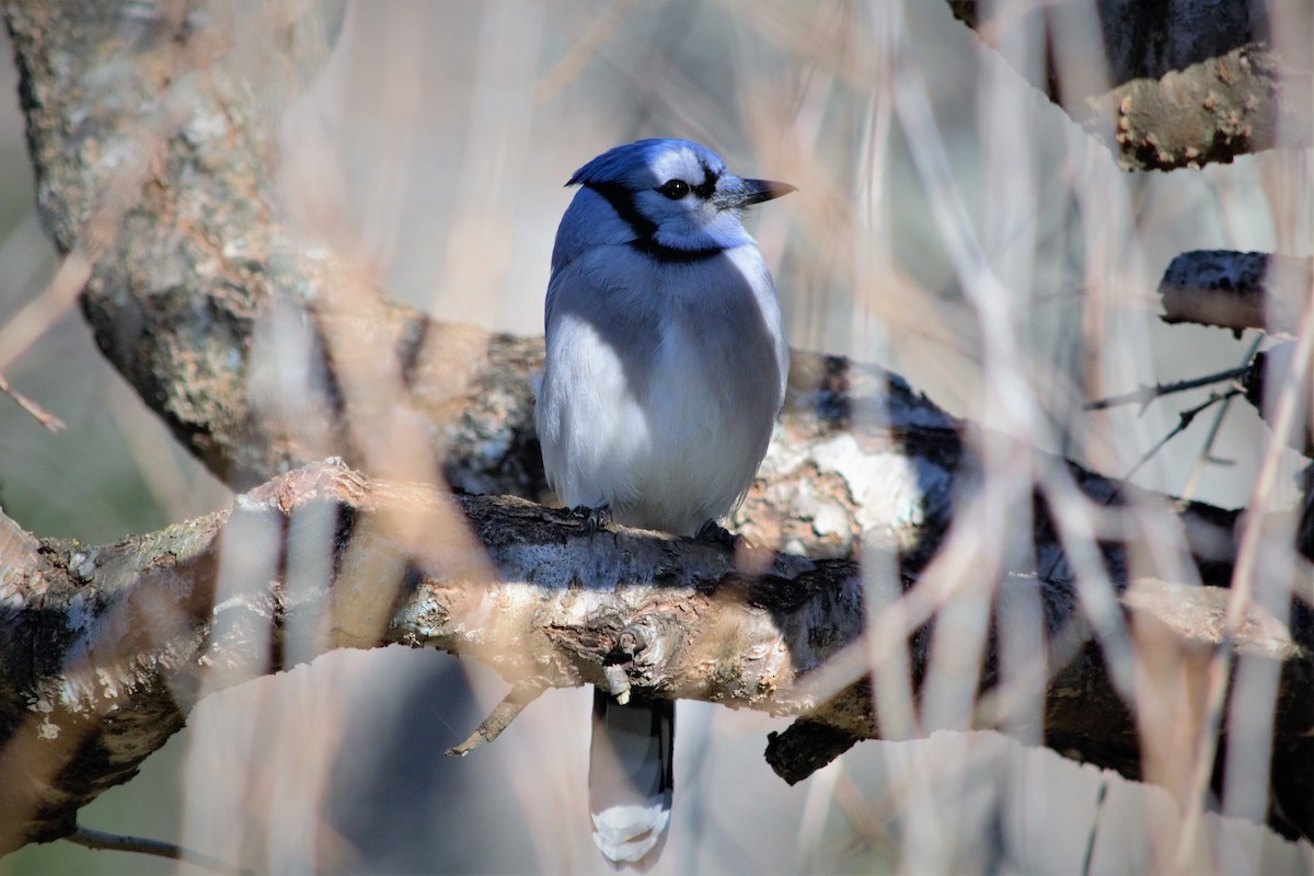 Blauhäher - ML505760081